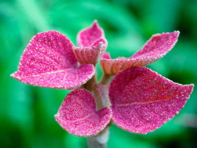 アカメガシワ新芽