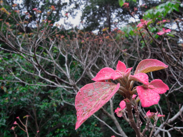 アカメガシワ芽吹き