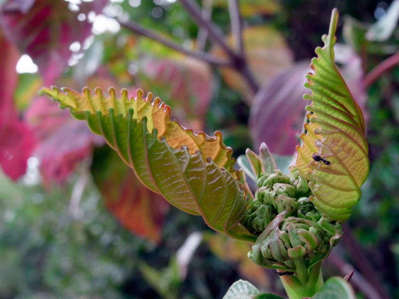 ハクサンボク花芽