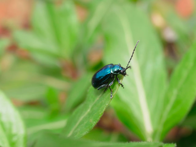 カミナリハムシ