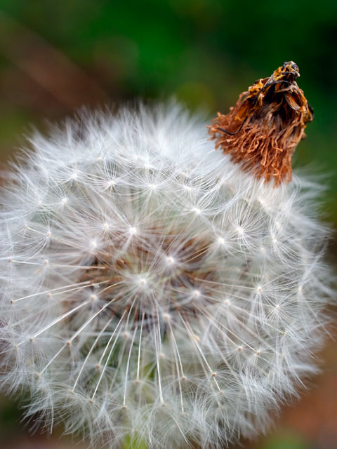 セイヨウタンポポ