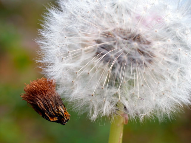 セイヨウタンポポ