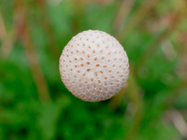 セイヨウタンポポ