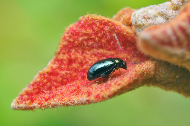 タイワンツブノミハムシ