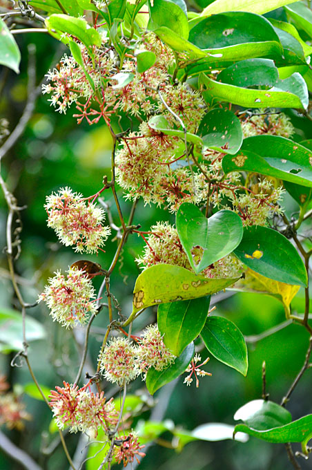 オキナワサルトリイバラ花