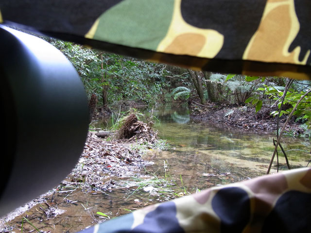 ヤンバルクイナ撮影ポイント？