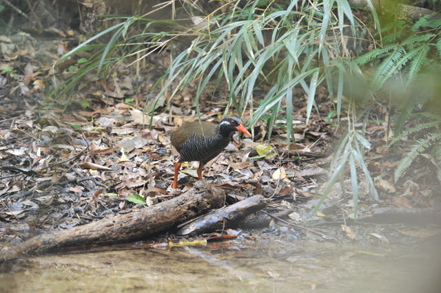 ヤンバルクイナ