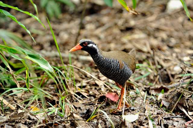 ヤンバルクイナ