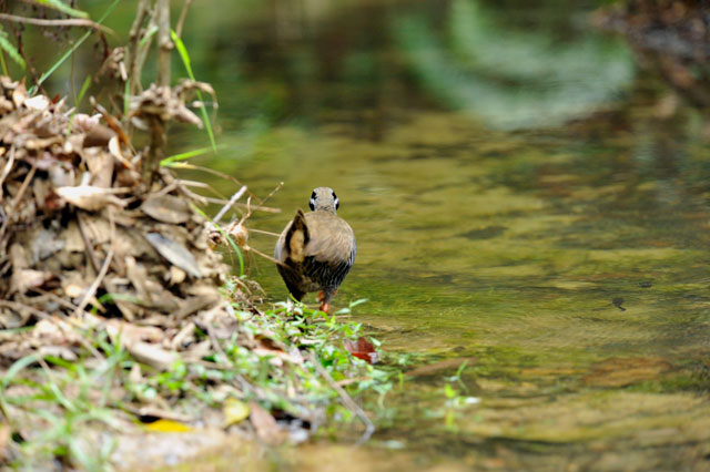 ヤンバルクイナ