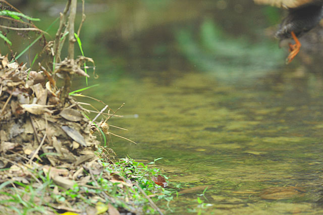 ヤンバルクイナ6.08秒後