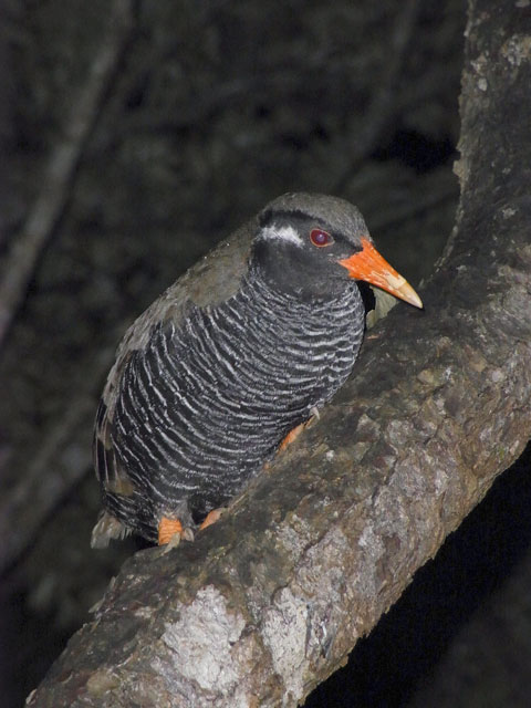 ヤンバルクイナ