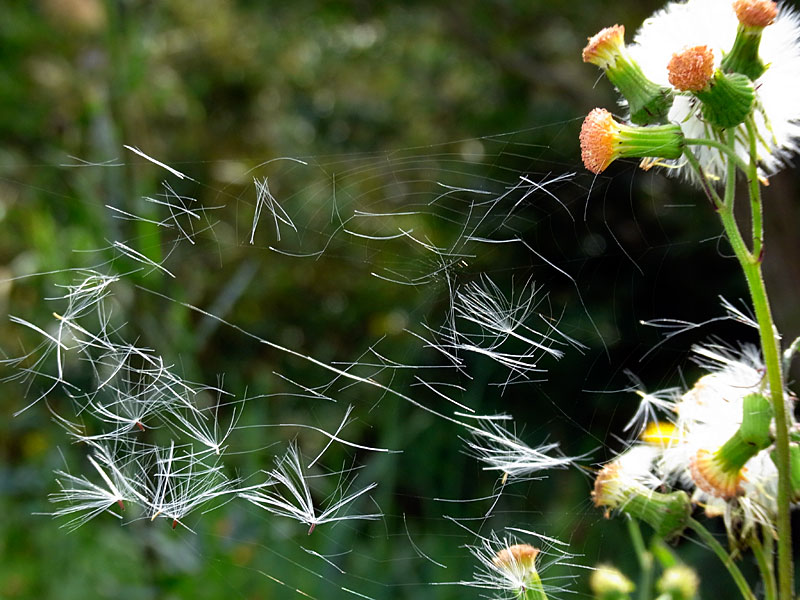 ベニバナボロギク