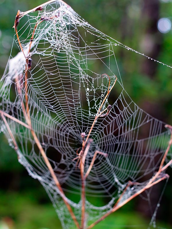 セイロンアシナガグモの巣と露