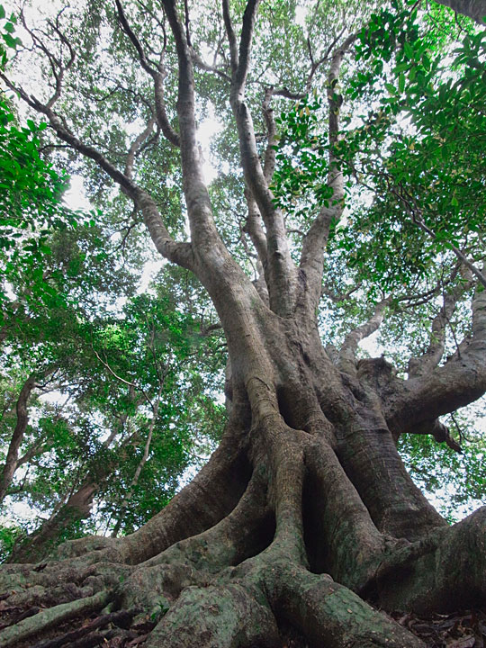オキナワウラジロガシ最巨木