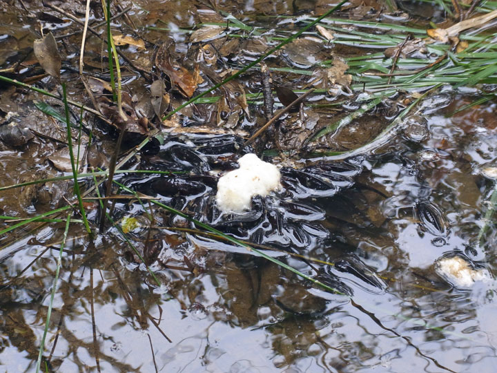 シリケンイモリ