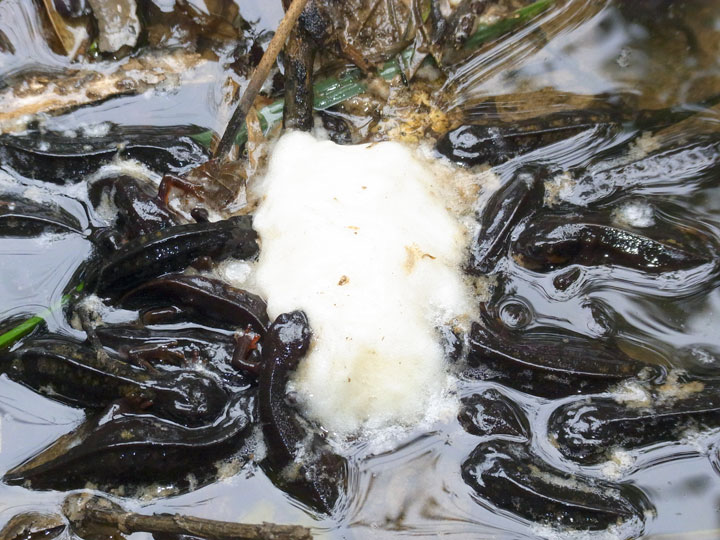 シリケンイモリ