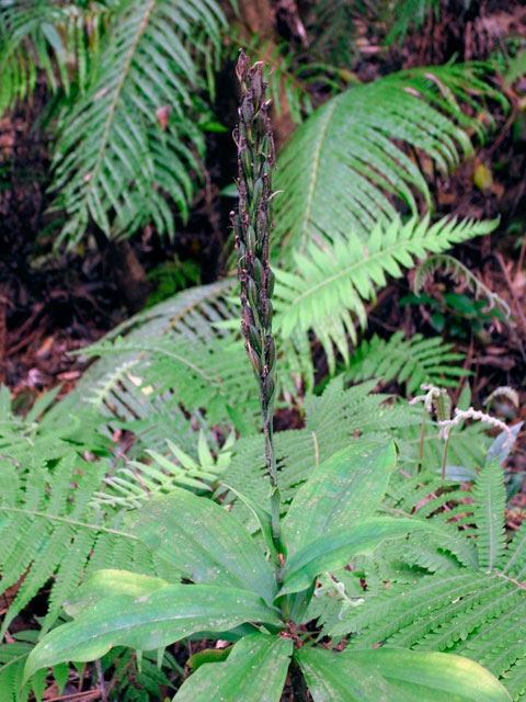 リュウキュウサギソウ結実