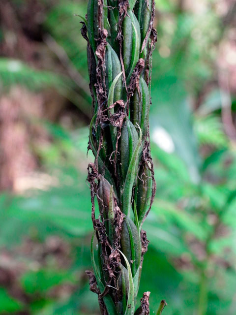 リュウキュウサギソウ実