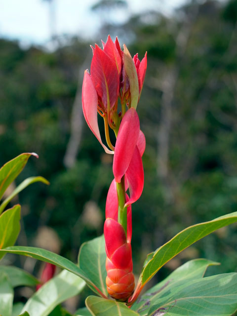 タブノキ芽吹き