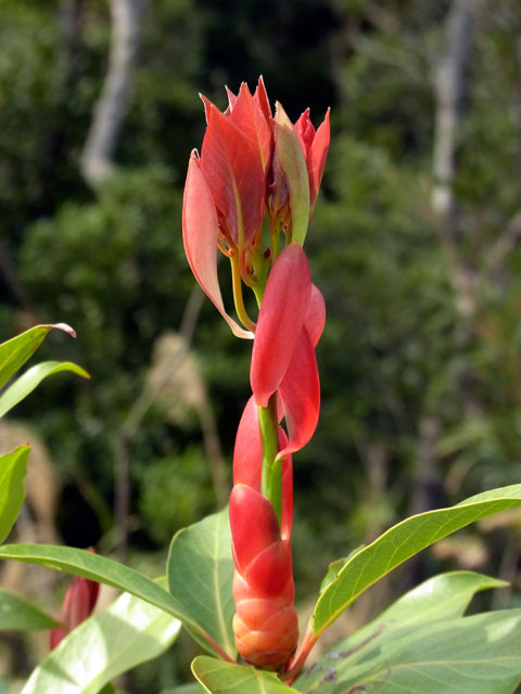 タブノキ芽吹き