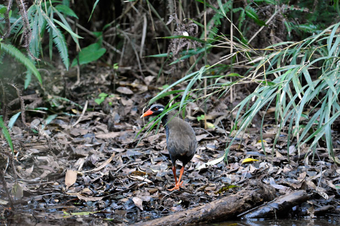 ヤンバルクイナ