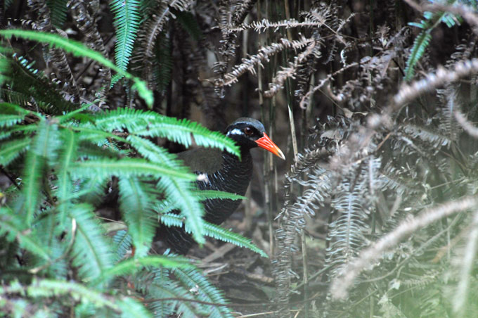 ヤンバルクイナ
