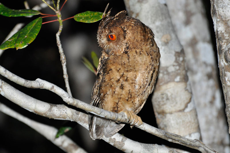 リュウキュウオオコノハズク