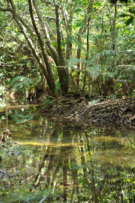 ヤンバルクイナ生息環境