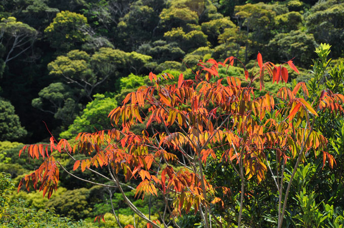 紅葉したハゼノキと新緑