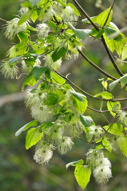 ビロードボタンヅル種子