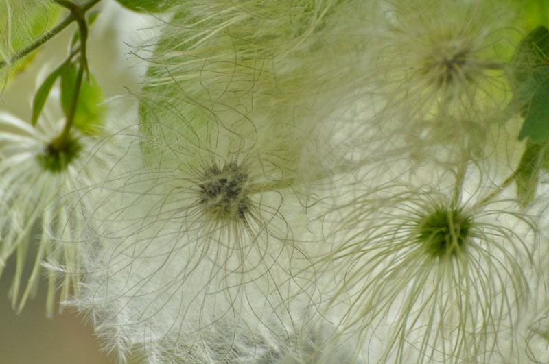 ビロードボタンヅル種子