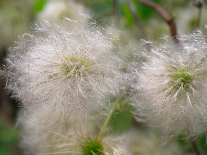 ビロードボタンヅル種子