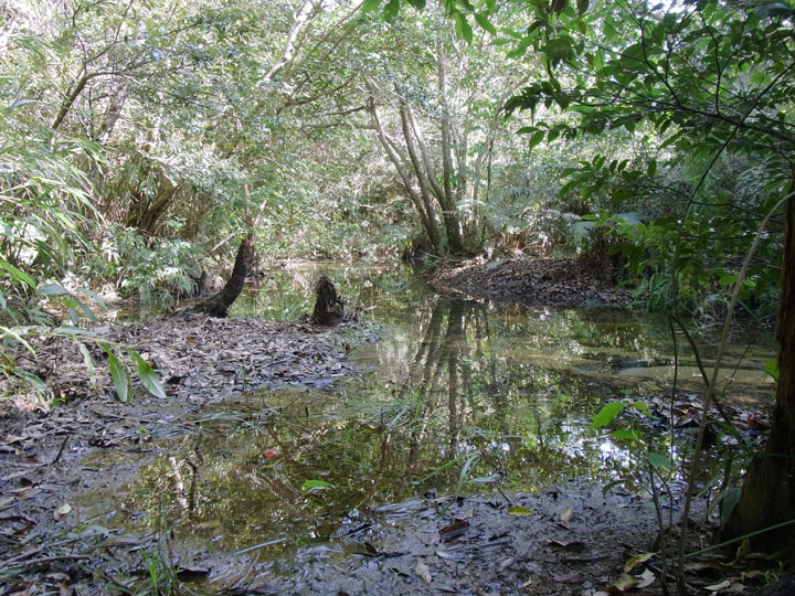 ヤンバルクイナ生息環境
