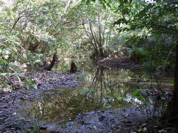 ヤンバルクイナ生息環境