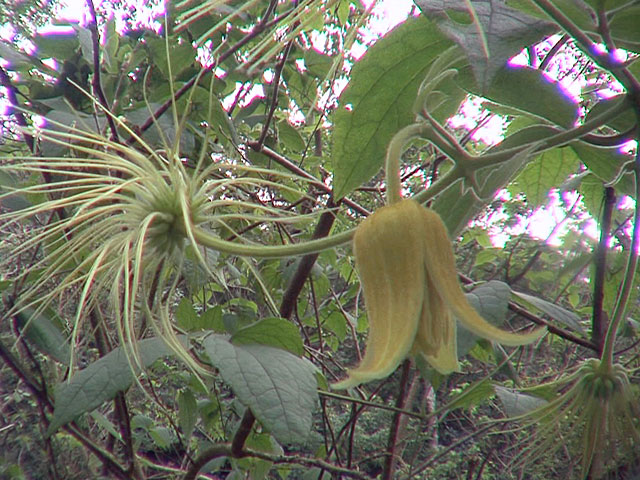 ビロードボタンヅル花（トリミング）