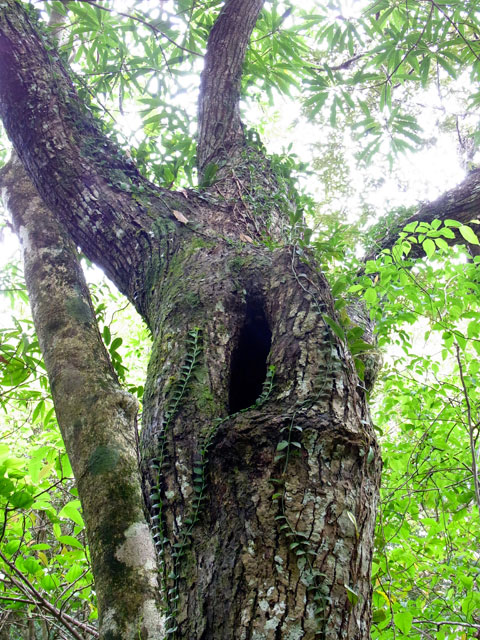 洞のある木
