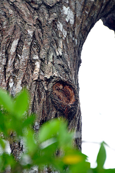 ノグチゲラ巣1