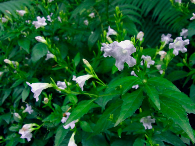 セイタカスズムシソウ