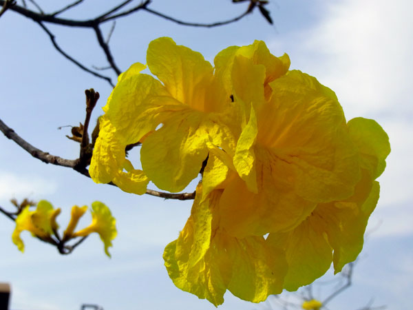 コガネノウゼン（イペー）