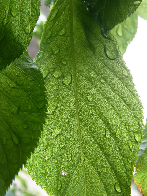 カンヒザクラ若葉