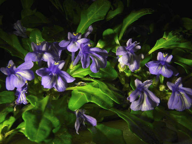 ヒメキランソウ花