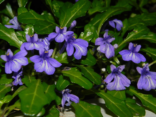 ヒメキランソウ花