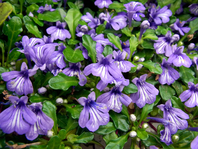 ヒメキランソウ花