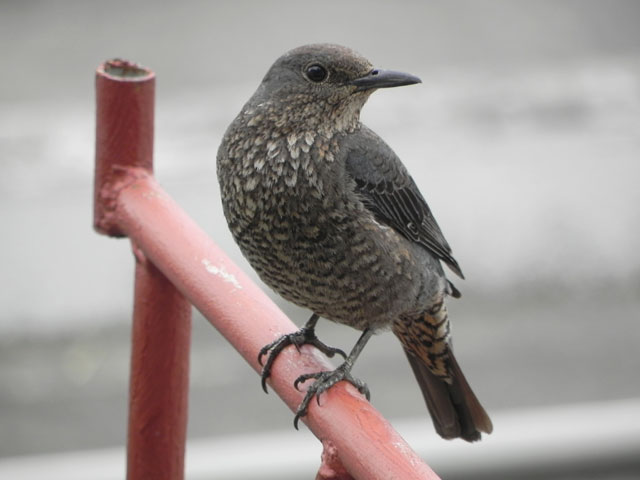 イソヒヨドリ雌