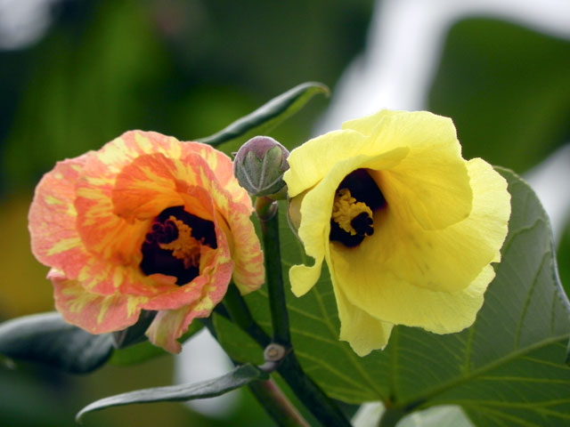 オオハマボウ花