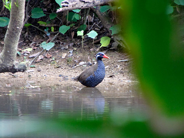 ヤンバルクイナ