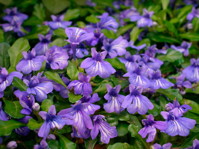 ヒメキランソウ花