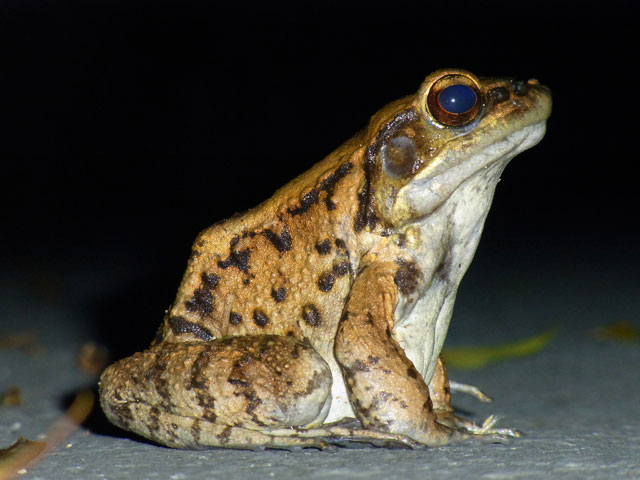 ホルストガエル