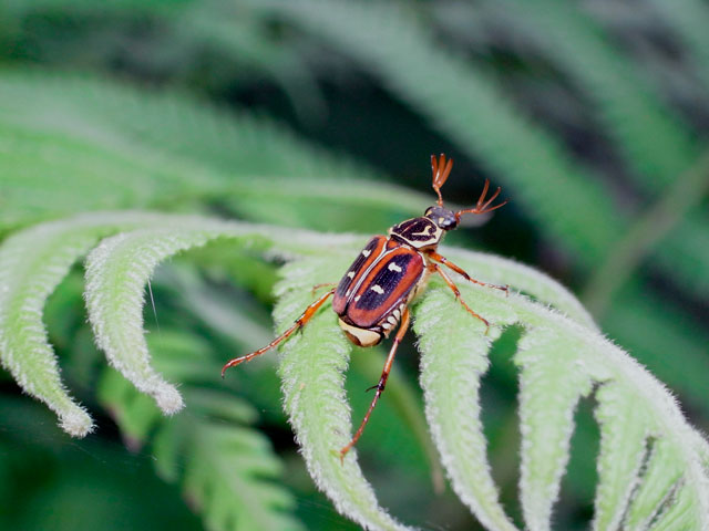 オオシマオオトラフコガネ褐色型