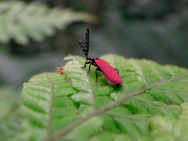 オオシマカクムネベニボタル